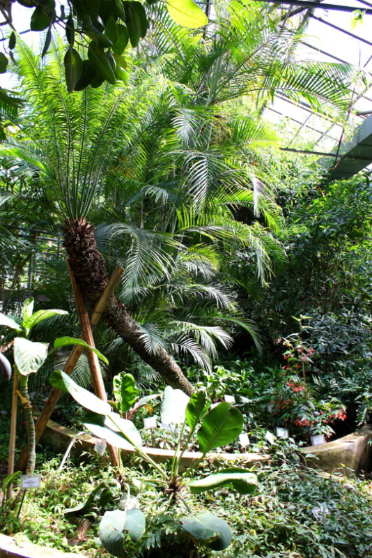 Rome: things to do away from the hustle and bustle 4 Orto Botanico di Roma Serra Tropicale